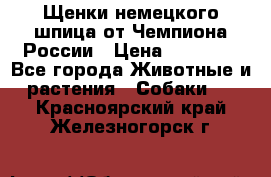 Щенки немецкого шпица от Чемпиона России › Цена ­ 50 000 - Все города Животные и растения » Собаки   . Красноярский край,Железногорск г.